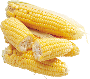 Corn PNG image-5293